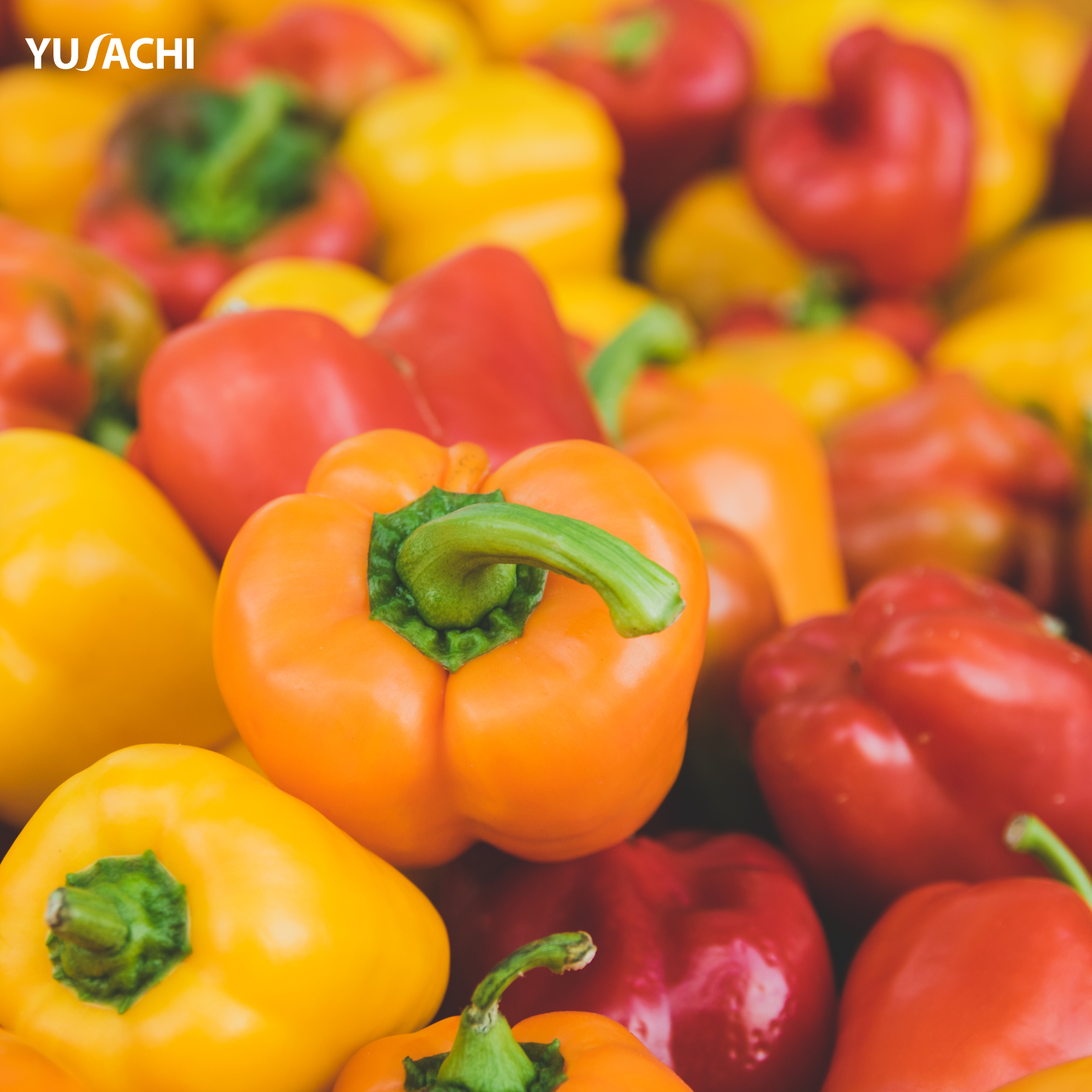 Ăn nhiều ớt chuông có thể tăng sinh collagen